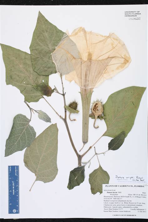 Herbarium Specimen Details - ISB: Atlas of Florida ...