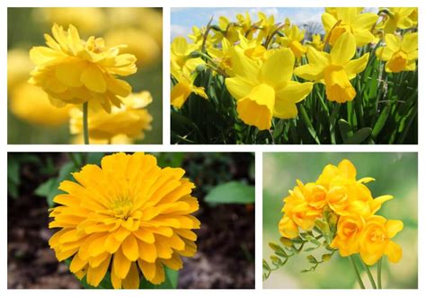 A list of names in which the categories include colors. 30 Types of Yellow Flowers (A to Z Photos and Info) in ...