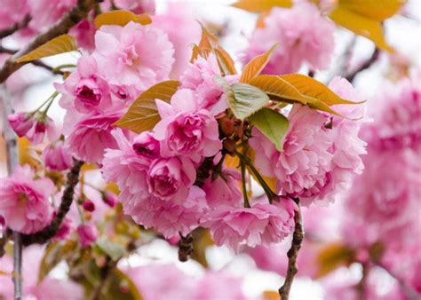 Sakura Flowers 10 Japanese Cherry Blossom Varieties Youll Fall In Love With Live Japan