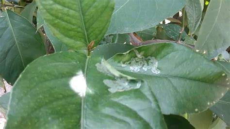 We did not find results for: citrus leaves curling and turning yellow 480 969 8808 ...