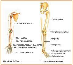 Maybe you would like to learn more about one of these? MI AL MUSTAJAB: Mengapa Manusia Memerlukan Rangka Tubuh?