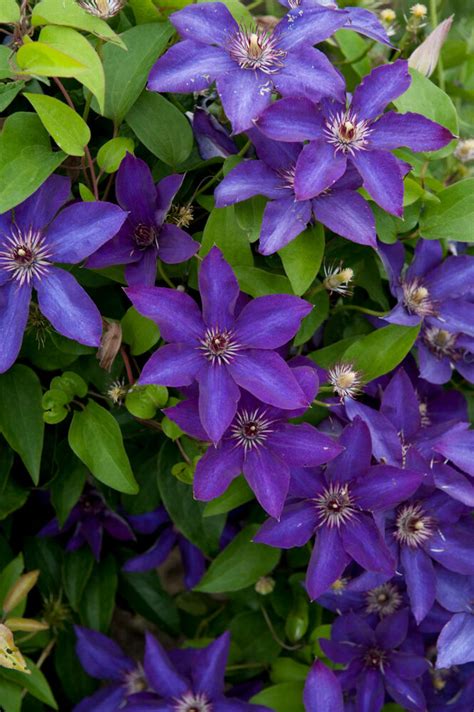 Check spelling or type a new query. Clematis THE PRESIDENT blue flowers Perennial Vine Plant ...