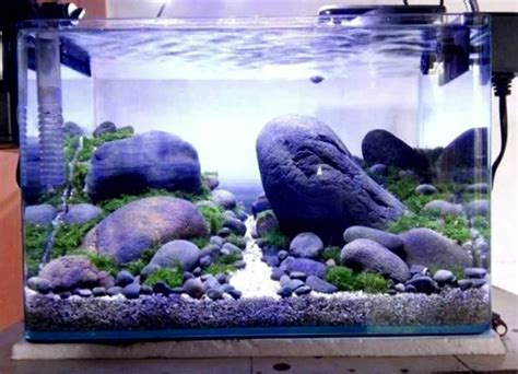 10 Jenis Batu Aquascape yang Bagus Lengkap Disertai ...