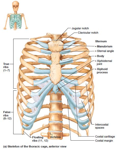 Anterior View Of The Skeleton Of The Thoracic Cage Human Ribs Human Body Anatomy Rib Cage