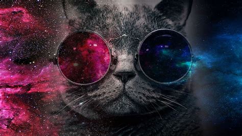 Cat With Glasses Wallpapers Top Free Cat With Glasses Backgrounds