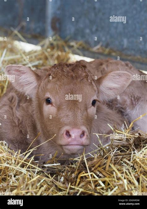 A Head Shot Of A Very Young Calf Laying Down On A Straw Bed Stock Photo