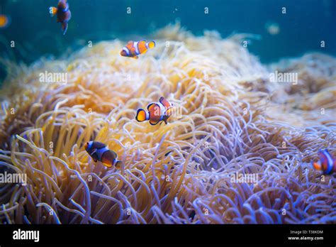 Clown Anemone Fish Swim Around Sea Anemones In The Sea Stock Photo