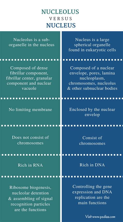 Difference Between Nucleolus And Nucleus Comparison Summary Study