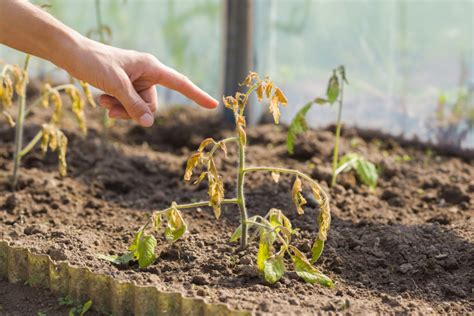 24 Reasons Why Your Tomato Plants Are Dying And How To Fix It