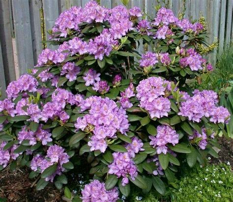 Flowering shrubs for shade zone 7. 44 best Large Zone 7 Shrubs images on Pinterest | Zone 7 ...