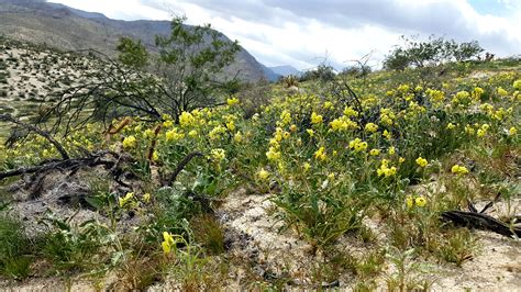 Desert Wildflower Scouting Trip March 2017 Anza Borrego