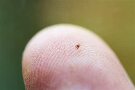 Small Ticks