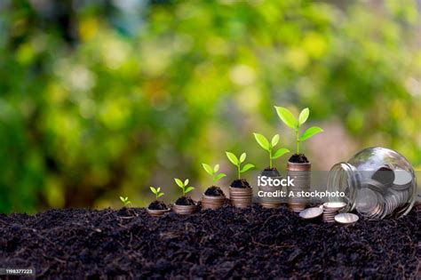Savings Growth Conceptplant Sprouting From The Ground With Green