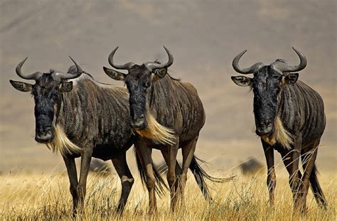 Masai Mara Safari For Experiencing Wildebeest Migration