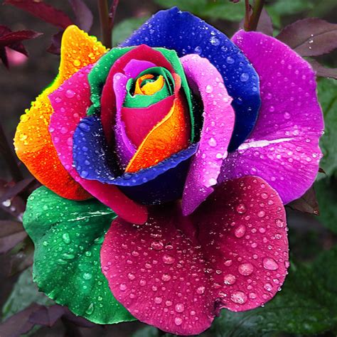 World Blog Seeds Rare Holland Rainbow Rose Flower Home Garden Rare