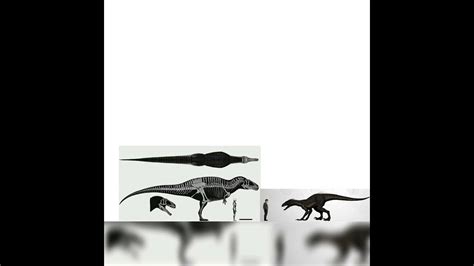 Acrocanthosaurus And Indoraptor Size Comparison Youtube