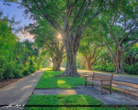 A Park Bench Sitting In The Middle Of A Lush Green Park Next To A Tree