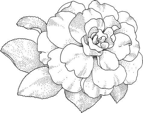 Dibujo De Flor De Camelia Para Colorear Dibujos Para Colorear Imprimir