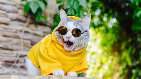 Feline Fashion Frenzy: The Rise of Haute Cat Couture - Floppycats™