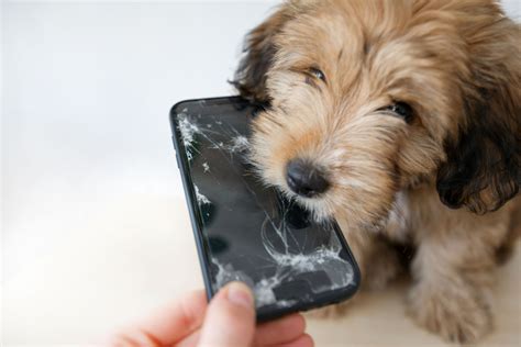 What Should I Do When My Dog Eats Glass Pet Life World
