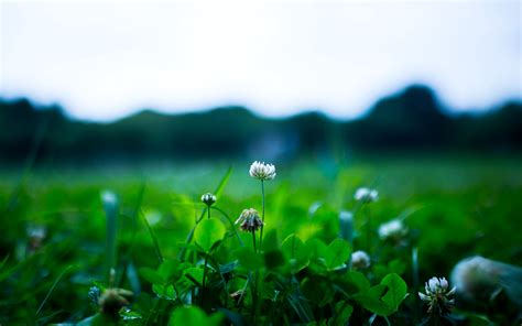 Get 100's of free video templates, music, footage and more at motion array: Download wallpaper 3840x2400 clover, flower, plant, greens ...