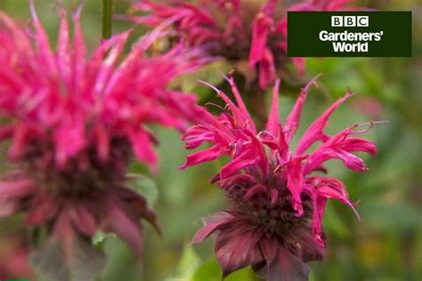 How To Collect Seed From Perennials Bbc Gardeners World Magazine
