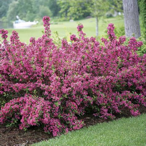 Evergreen shrubs are invaluable in the landscape for providing privacy and creating a sense of enclosure, not to mention creating winter interest. 21 Low Maintenance Shrubs Anyone Can Grow Lovely 49 ...