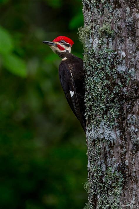 Pileated Woodpecker 2 - Dennis Goodman Photography & Printing