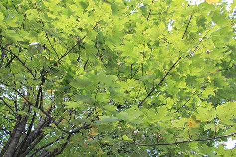 картинки дерево филиал Солнечный лучик цветок лето Зеленый