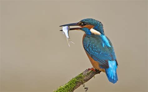 Wallpaper Blue Feather Kingfisher Catch Fish 1920x1200 Hd Picture Image