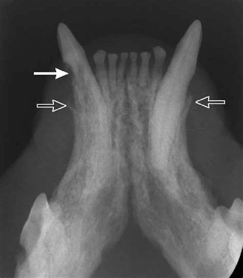 Representative Occlusal Radiographic View Of The Mandibles Of A Cat