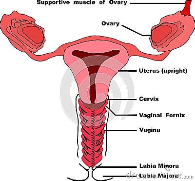 Vagina Vector Illustration Cartoondealer Com
