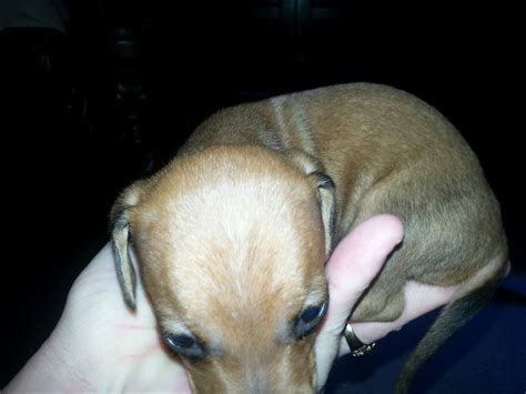 Why buy a dachshund puppy for sale if you can adopt and save a life? Female Puppies - Dachshund Puppies for sale Columbus Ohio