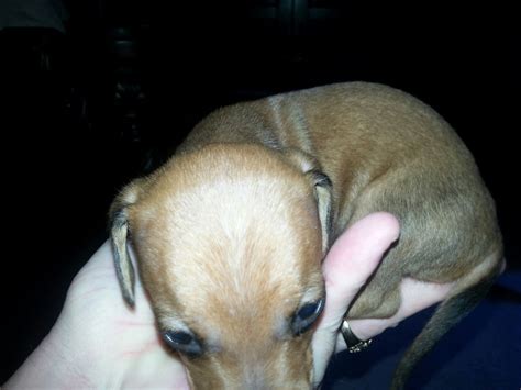 Search listings for dachshund and other items on ksl classifieds. Female Puppies - Dachshund Puppies for sale Columbus Ohio