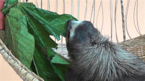 The Story Of Buttercup Sloth Sanctuary Youtube
