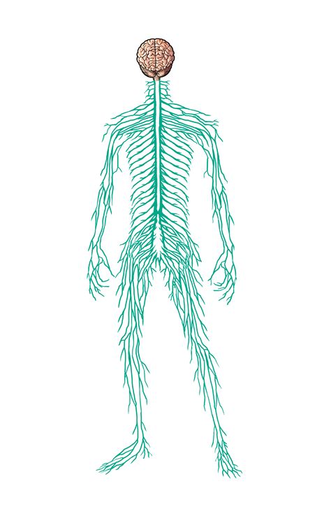 Human Body Systems (Male and Female version) - SkillsCommons Repository