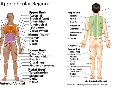 Making statements based on opinion; Anatomy Overview - Biology 120 with Roberts at Glendale Community College (CA) - StudyBlue