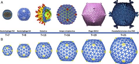 Why Large Icosahedral Viruses Need Scaffolding Proteins Pnas