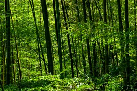 Premium Photo National Forest Fresh Green Bamboo Forest Bamboo