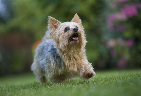 25 Cutest Dog Breeds To Keep As Pets