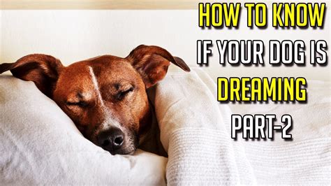 How To Know If Your Dog Is Dreaming Part 2 Knowing What To Do