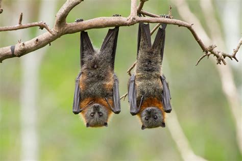 Adelaides Grey Headed Flying Foxes City Of Adelaide