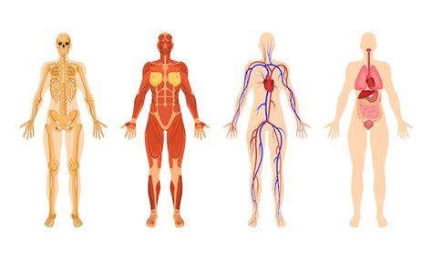 Conjunto de sistemas de órgãos do corpo humano com ilustrações