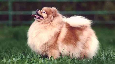Large White Fluffy Dog Breeds Pets Gallery