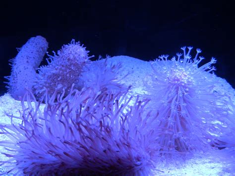 Free Images Blue Coral Invertebrate Reef Cnidaria