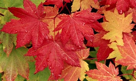 Autumn Maple Leaves Wallpaper 800x480