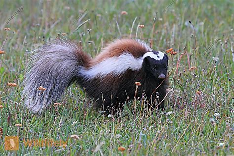 El Zorrino O Chingue De La Patagonia Conepatus Humboldtii Zorrino