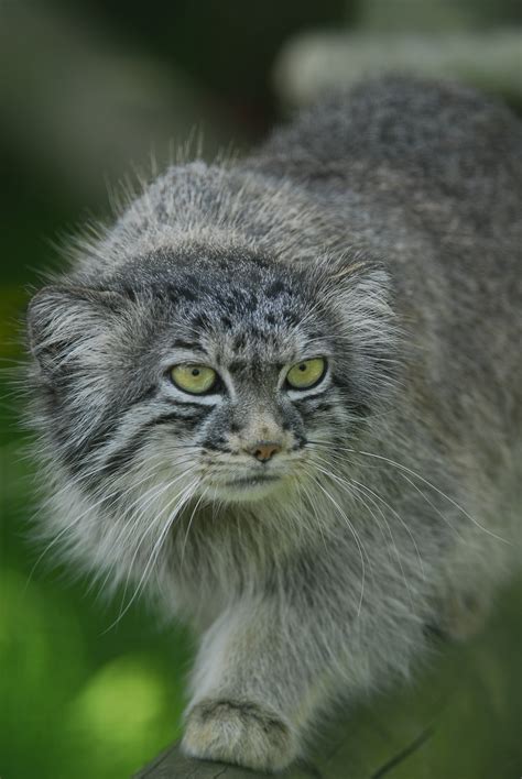 The Creature Feature 10 Fun Facts About The Pallas Cat Wired
