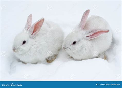 A Pair Of White Fluffy Rabbits On White Winter Snow Stock Photo