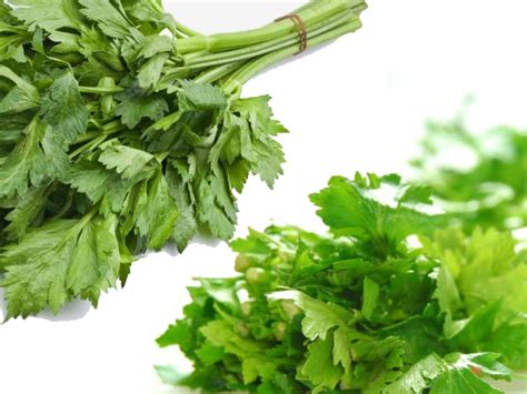 Daun yang dikenali sebagai pasli cina ini seringkali digunakan untuk masakan thailand seperti tomyam. Jangan Tersilap! Ikut Cara Mudah Bezakan Daun Ketumbar Dan ...
